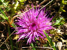 Schweiz Le Chasseral 016.JPG